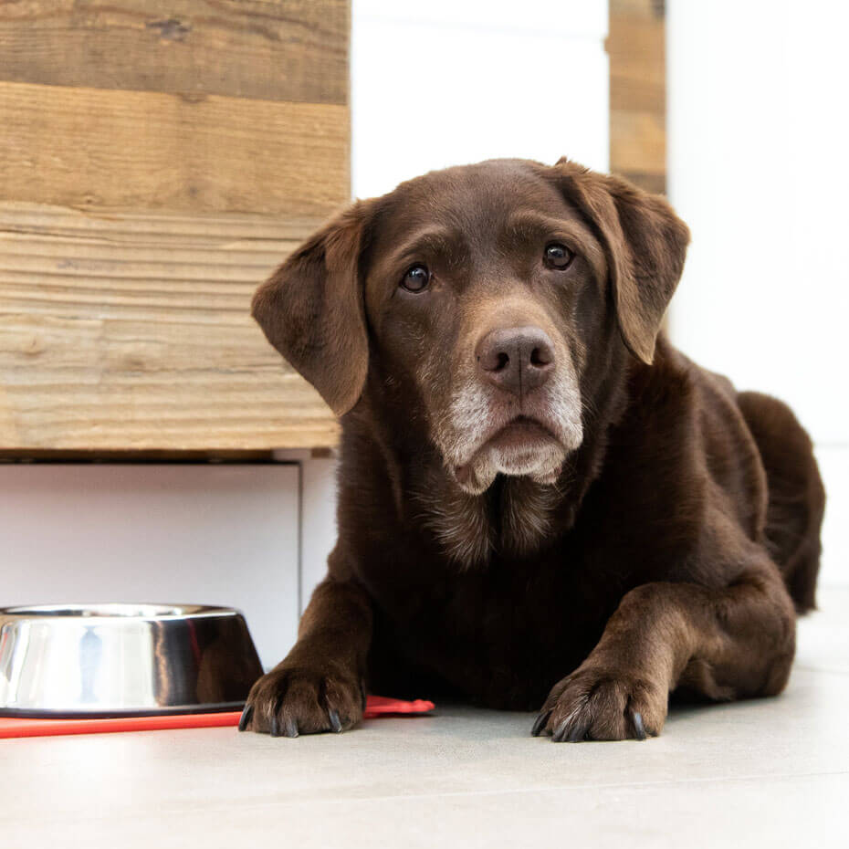 Senior dog eating top less